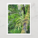 Suche nach tropical rainforest poster Natur