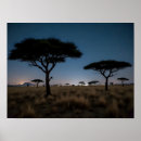 Suche nach afrikanische savanne poster Akazienbaum
