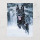 Suche nach wolf im schnee postkarten Hund