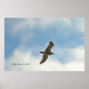 Suche nach seagull poster Vogelvogel