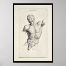 Suche nach torso poster Anatomie