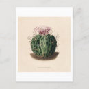 Suche nach botanische illustration postkarten Vintag