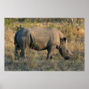 Suche nach rhino poster Afrika