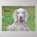 Suche nach weimaraner poster Tier