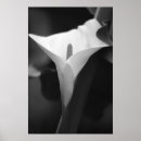 Suche nach weißer calla poster Lily