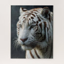 Suche nach bengalischer tiger puzzle Tierwelt