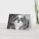 Suche nach shitzue karten Hund