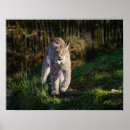Suche nach luchs kunst poster Niedlich