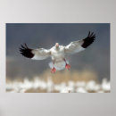 Suche nach wildlife poster Foto