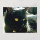Suche nach fluffy postkarten Katzen
