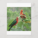 Suche nach wilde papageien postkarten Wild lebende tiere