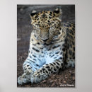 Suche nach augen geschlossen poster Tiere