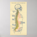 Suche nach nervensystem poster Anatomie