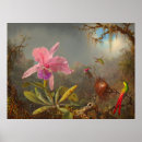 Suche nach cattleya poster Kolibris