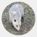 Suche nach opossums aufkleber Tier