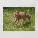 Suche nach fuchs postkarten Füchse