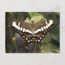 Suche nach kaiser postkarten Schmetterling