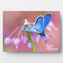 Suche nach insekt fotoplatten Schmetterlingsfliegen