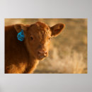 Suche nach kalb poster Tierthemen