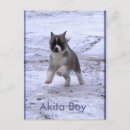Suche nach akita poster Welpen