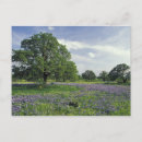 Suche nach texas landschaft poster Bunt