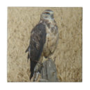 Suche nach falke fliesen Raubvögel