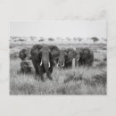 Suche nach mara Kenia