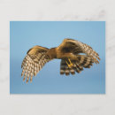 Suche nach raubvogel postkarten Flug