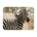 Suche nach kenia magnete Zebra