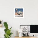Suche nach kamel poster Naher osten