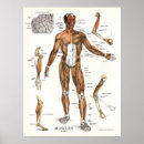 Suche nach bizeps poster Anatomie