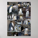 Suche nach gentoo pinguin poster Pinguine