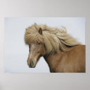 Suche nach icelandic poster Horse