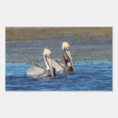 Suche nach pelikan aufkleber Tierwelt