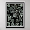 Suche nach spore poster Pilz