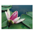 Suche nach lotus poster Zuhause