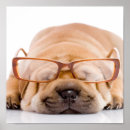 Suche nach shar pei poster Haustier