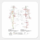 Suche nach menschliches aufkleber Medizinisch