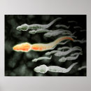 Suche nach biologisch poster Medizinisch