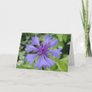 Suche nach kornblume karten Blau