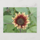 Suche nach blond postkarten Blume