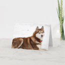 Suche nach siberian husky postkarten Snow