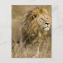 Suche nach male lion poster Raubtier
