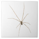 Suche nach spider fliesen Gruselig