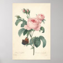 Suche nach rosa centifolia poster Blume