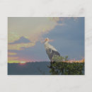 Suche nach storch postkarten Vogel