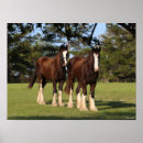 Suche nach shire horse poster Tier