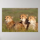 Suche nach gallo poster Tier