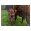 Suche nach rinde schneidebrettchen Kuh