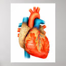 Suche nach kardiovaskulär poster Herz